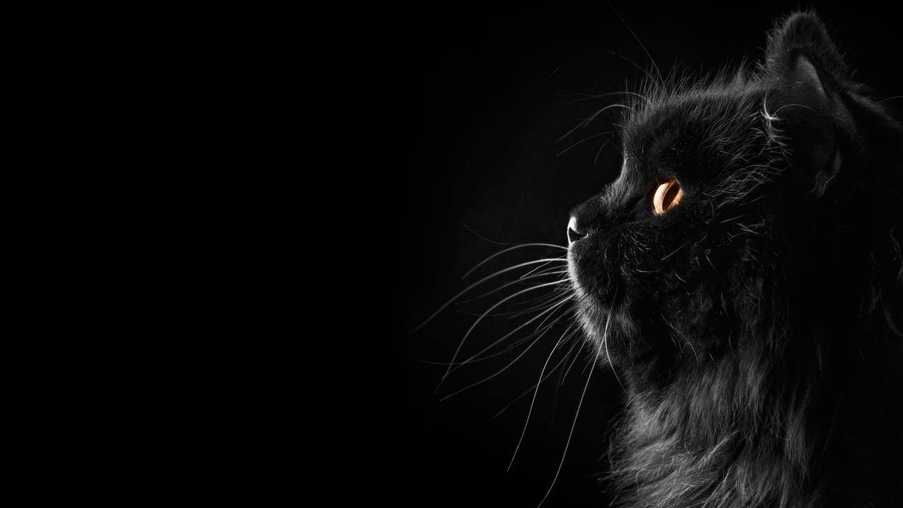 黑色波斯猫4K壁纸
