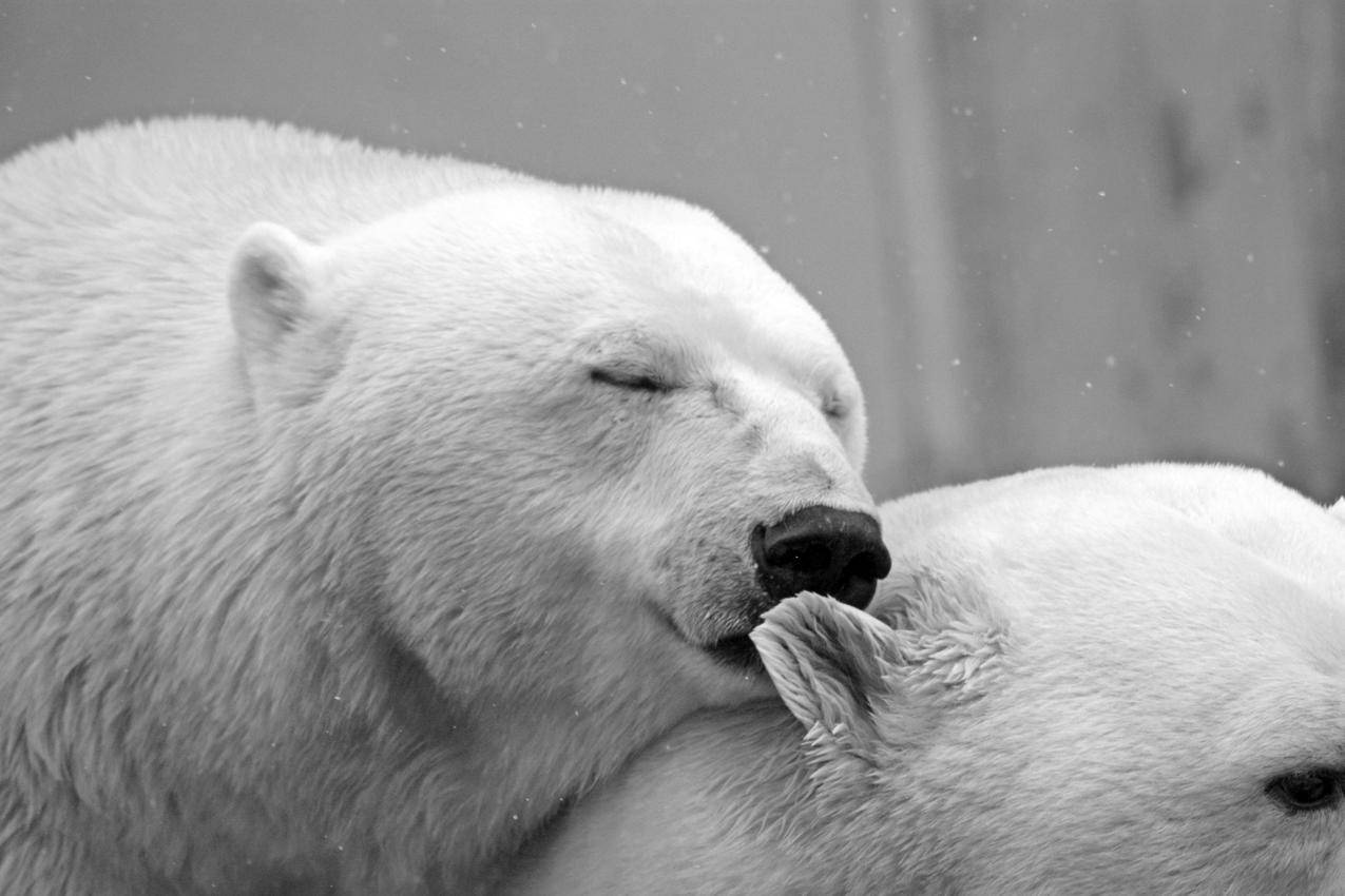 两只北极熊 浪漫情侣 吻 耳语 4K图片