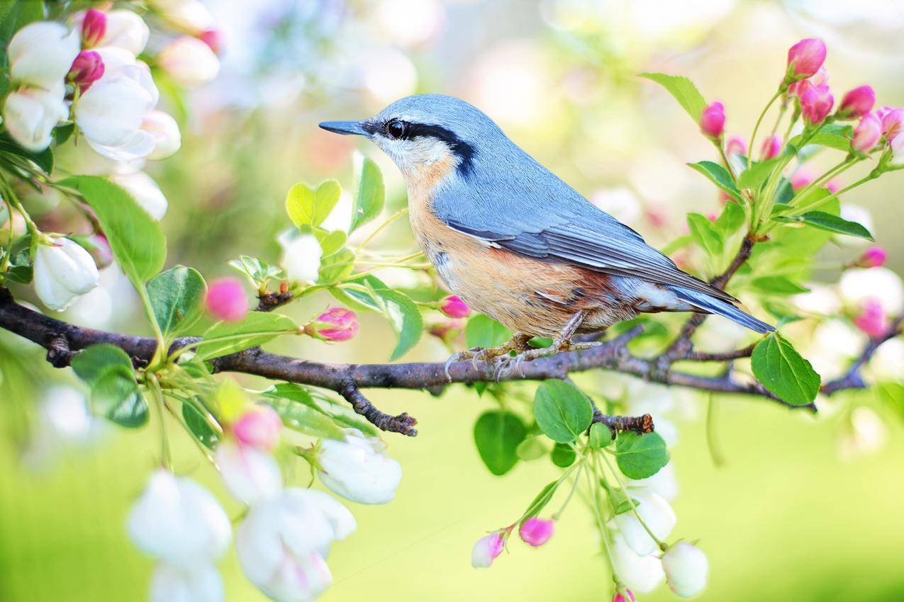 春天,树枝,花,鸟儿,4K图片
