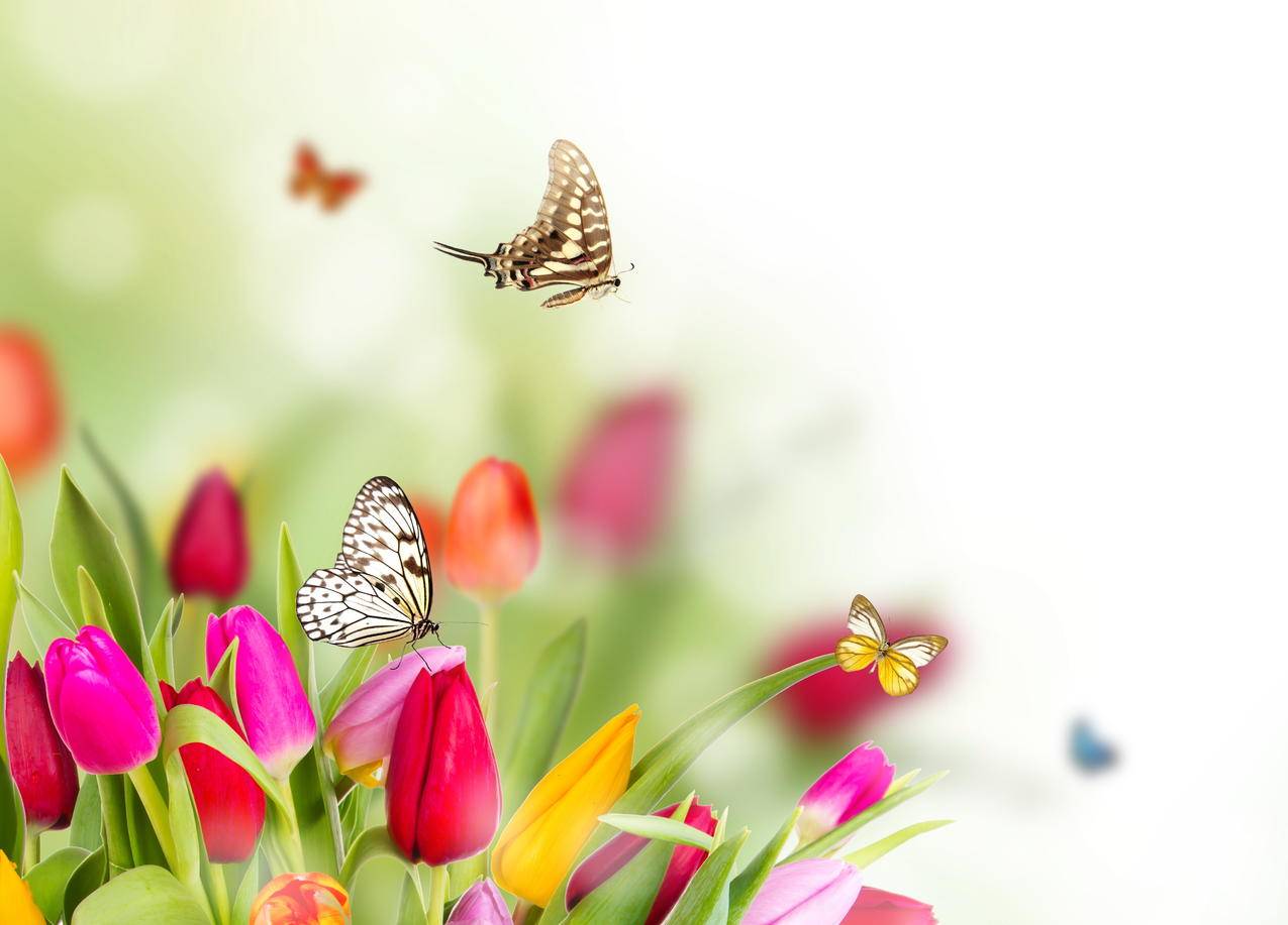 自然春天,花,郁金香,蝴蝶图片