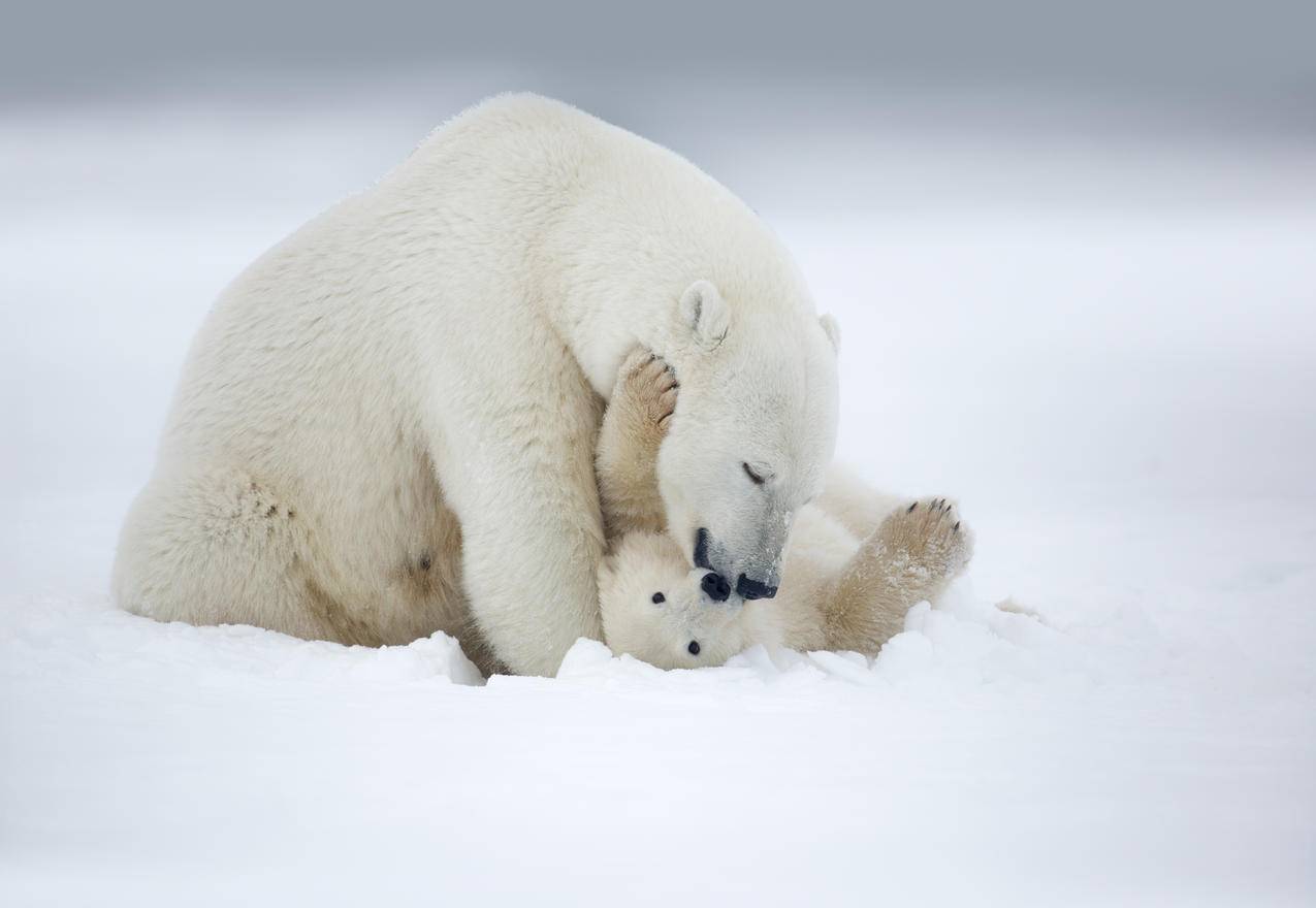 雪地里的北极熊妈妈和孩子