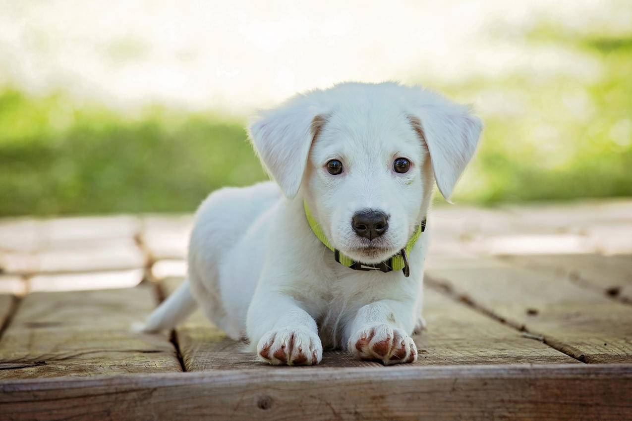 小狗,可爱,白色可爱的狗宝宝4K壁纸
