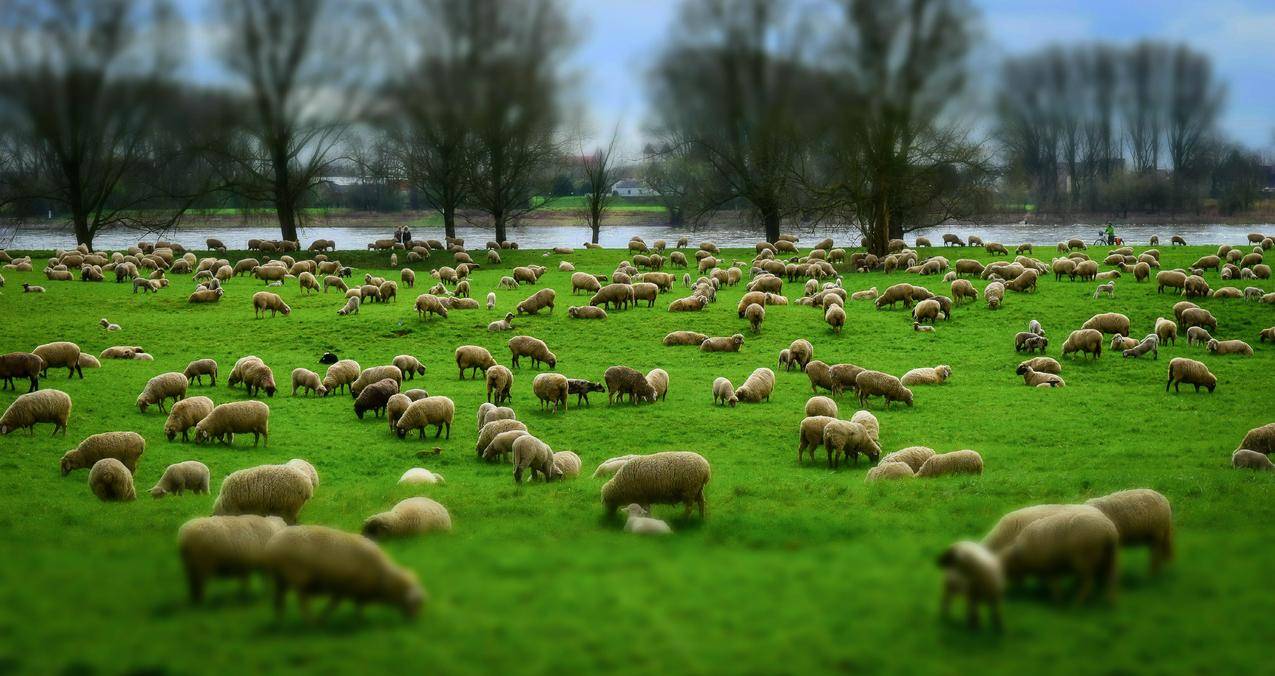 一群羊,羊群,羊毛,帽子,牧场,草地,羔羊,动物,5K壁纸
