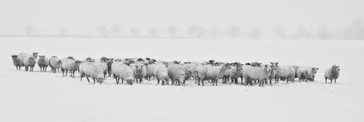 冬天,羊,动物,8K图片