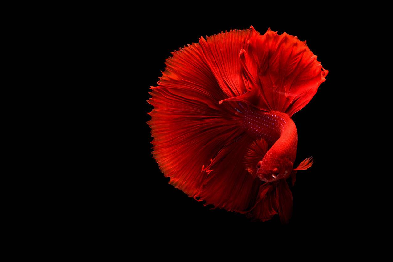 红色暹罗斗鱼黑色背景4k图片