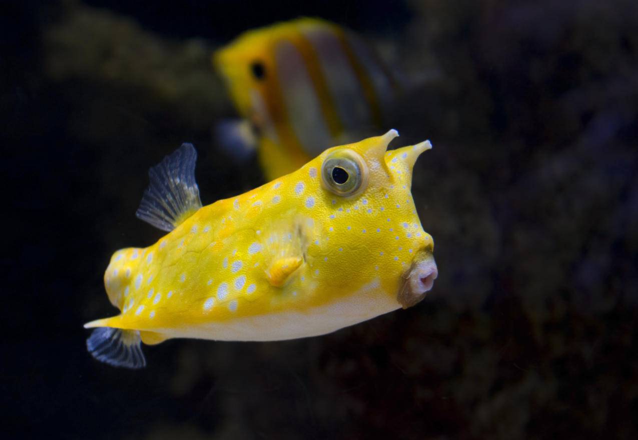 海底,水下,黄色的斑点鱼,可爱的嘴,鱼的摄影图片