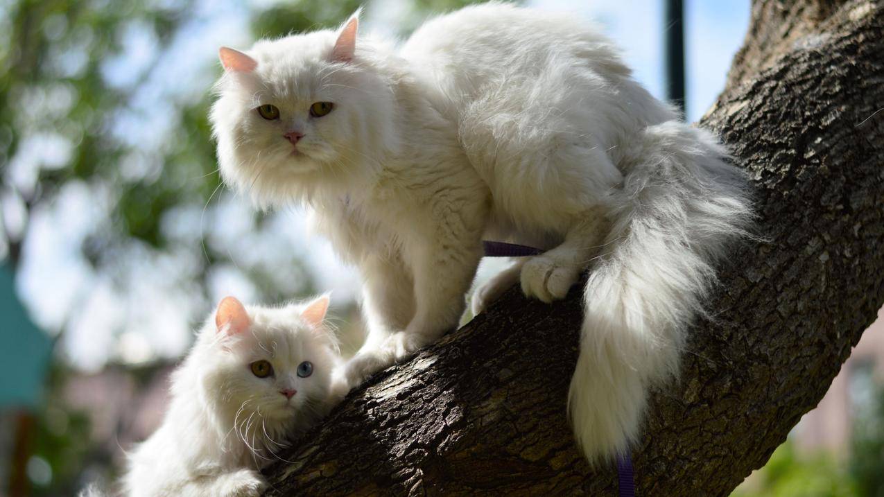 二只白的猫,树,4K壁纸