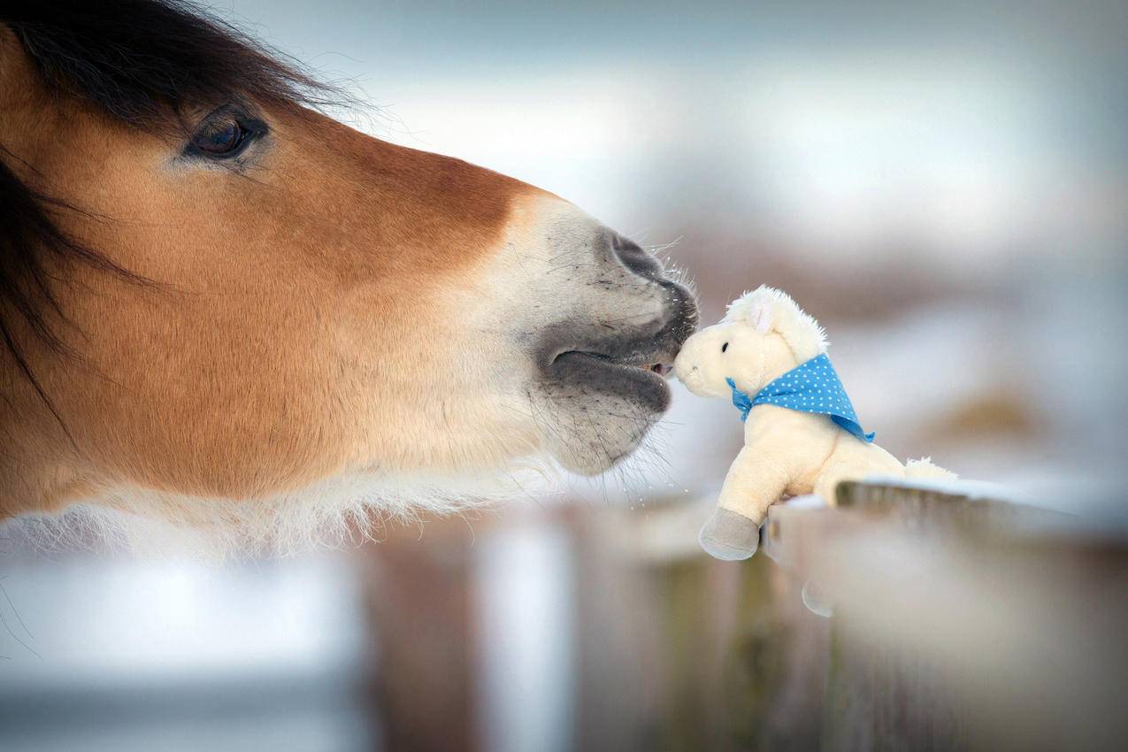 马吻可爱的玩具小儿马,4K壁纸