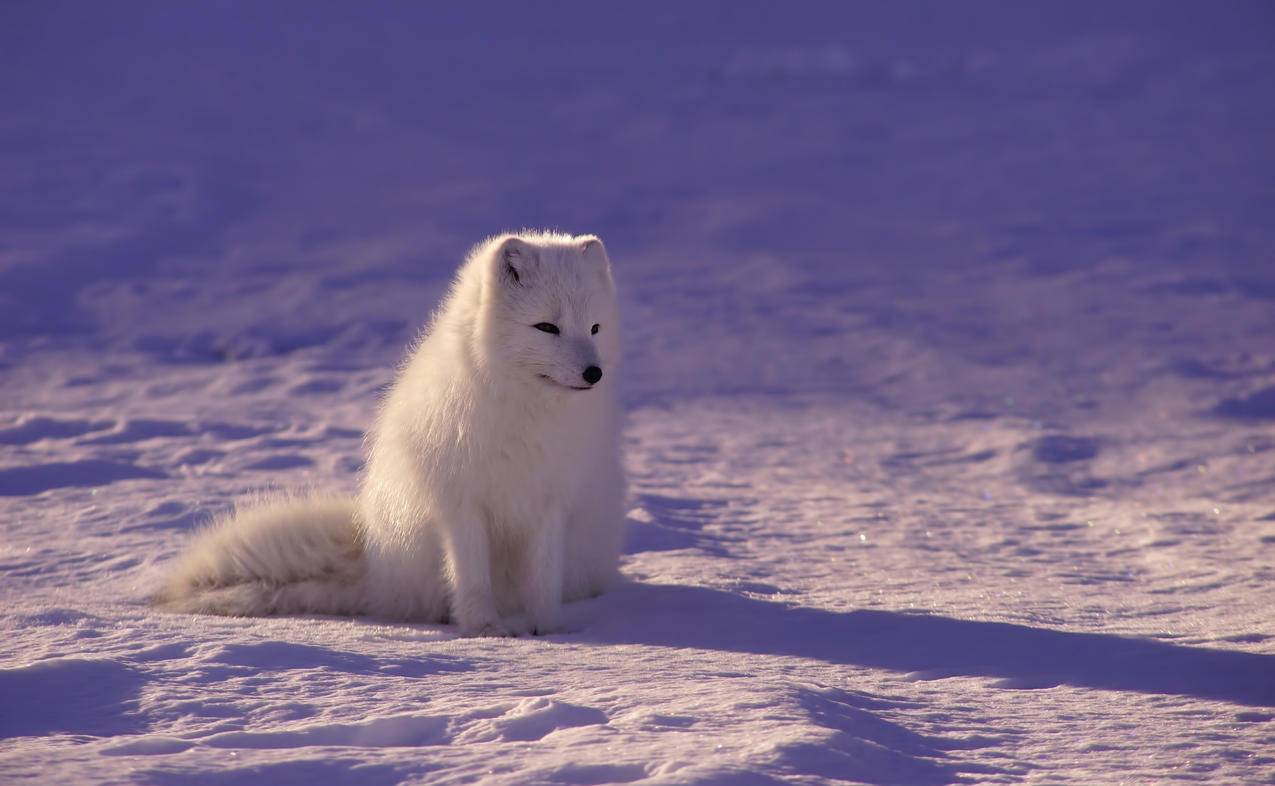 北极狐高清图片