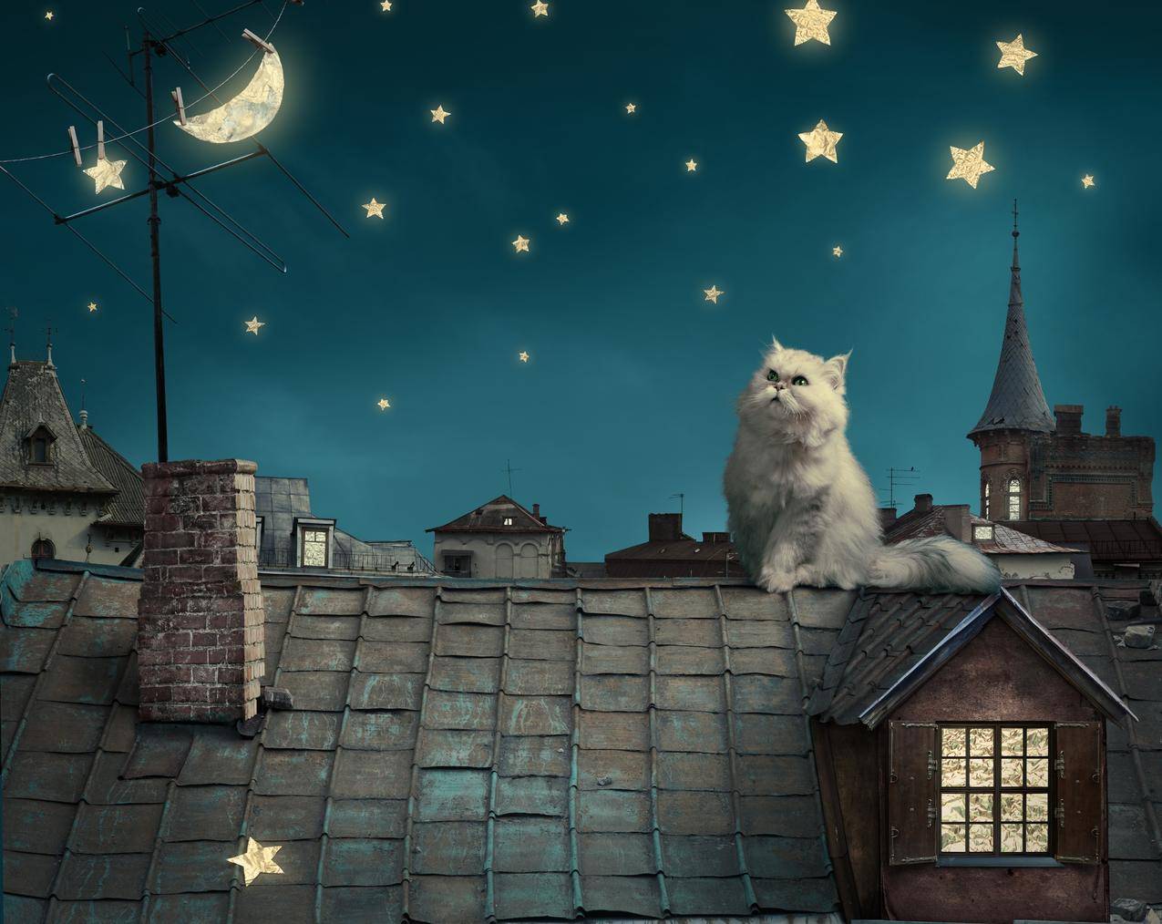 波斯白猫,小猫,童话,幻想,晚上屋顶,房子,天空图片