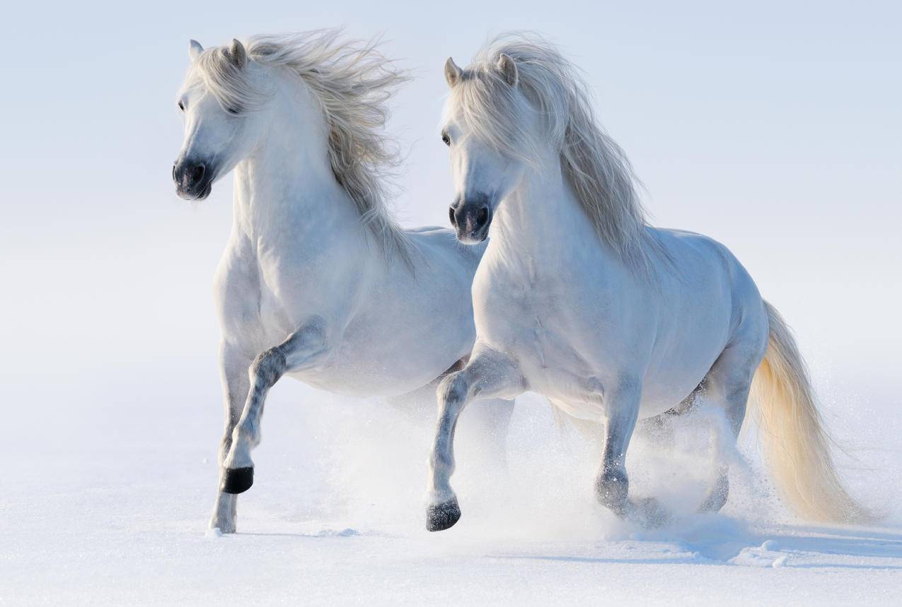 马,骏马,两只白马,跑步,步行,冬天,6K壁纸