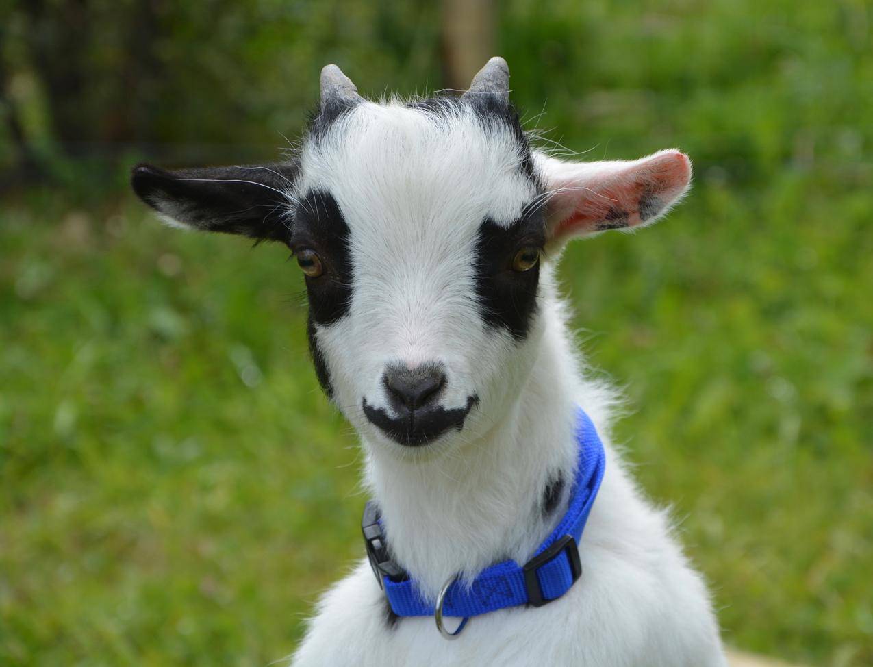 超过 90 张关于“黑山羊”和“山羊”的免费图片 - Pixabay