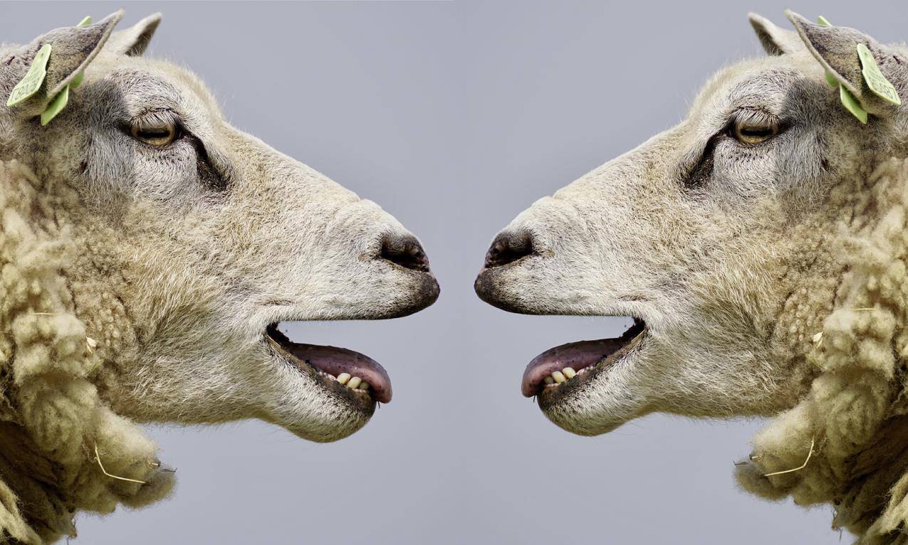 羊,交流,谈话,有趣的,搞笑,6K动物图片