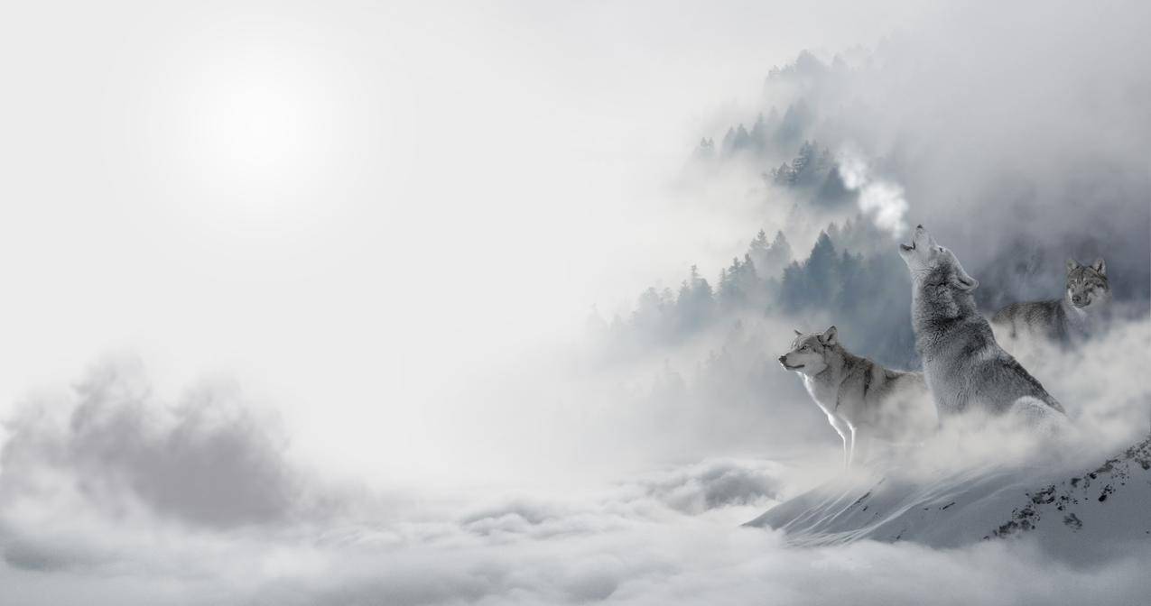 狼,狼群,雪狼,雪天,4K壁纸