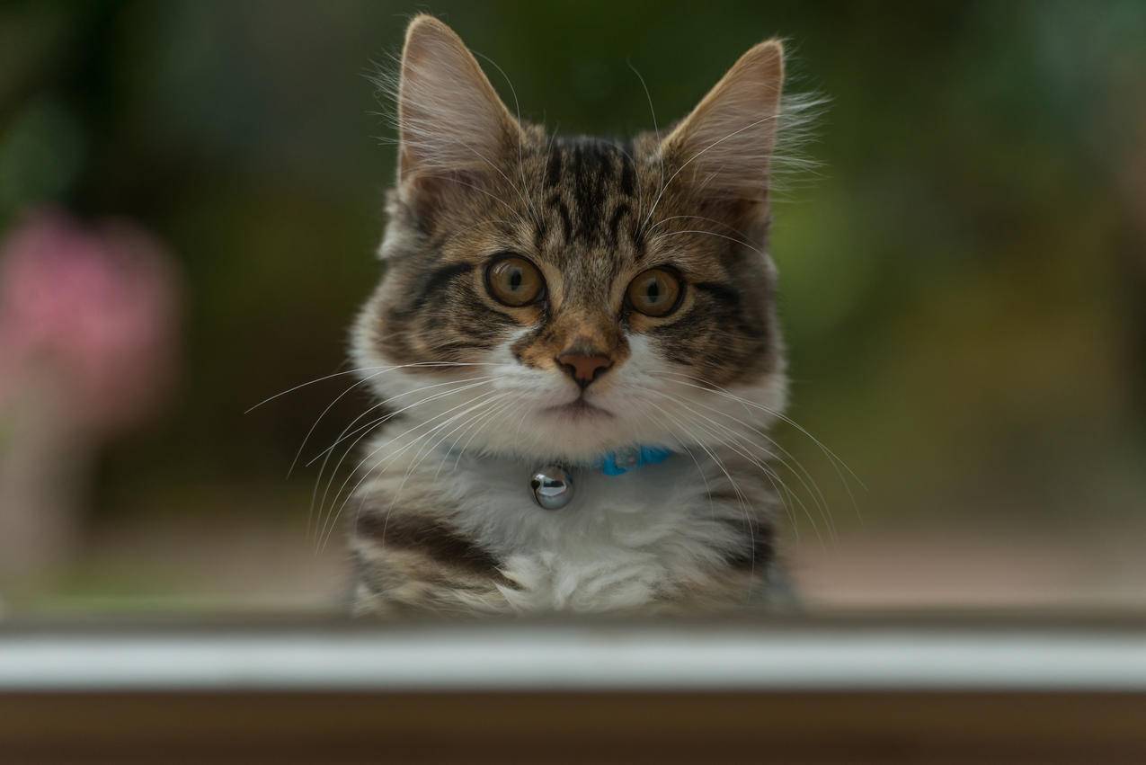 可爱的小猫照片4K壁纸