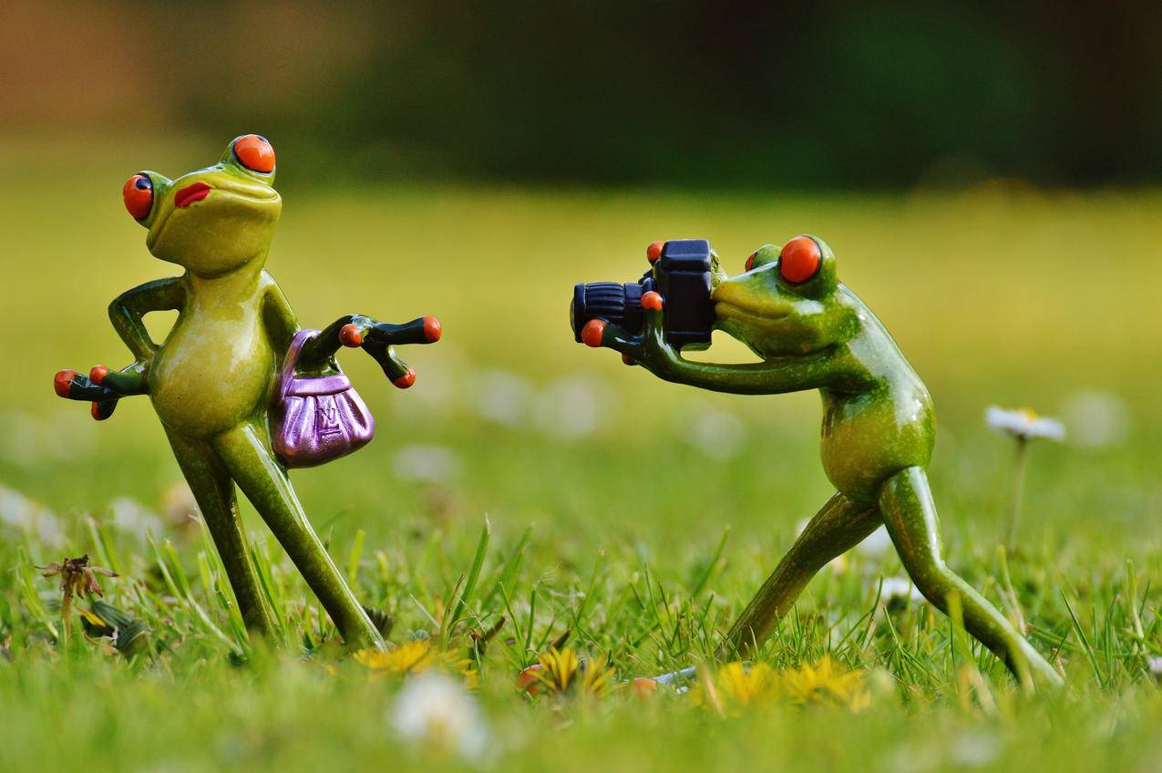 青蛙,摄影师,可爱,有趣,4K壁纸