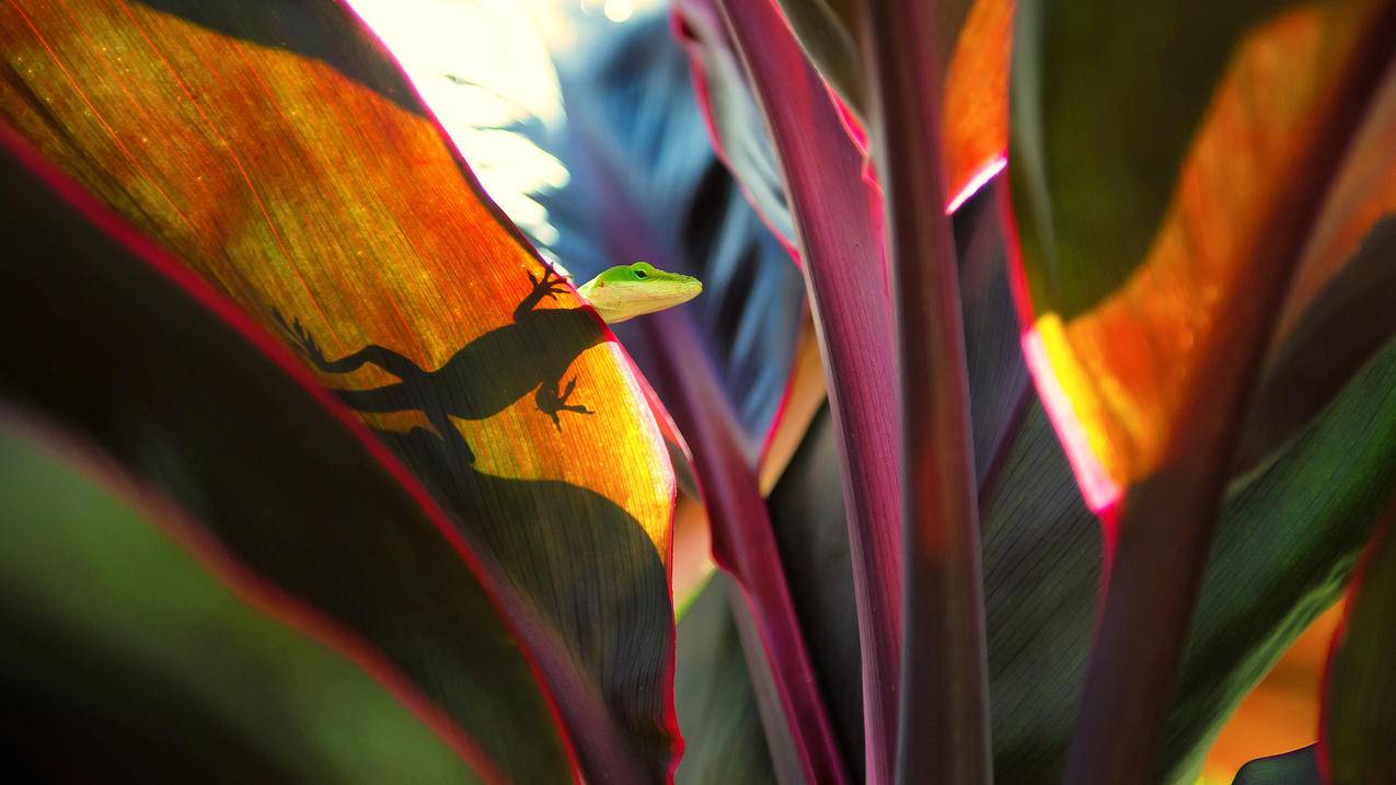 考艾岛的一个植物园,蜥蜴,壁虎,3840x2160壁纸