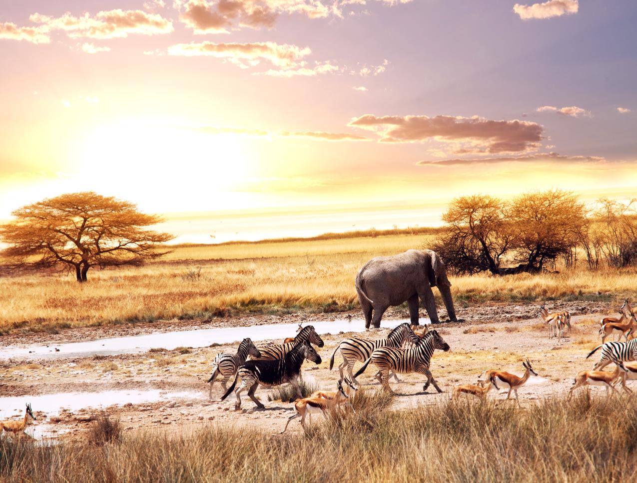 非洲,稀树,草原,动物,大象,斑马,8K动物图片