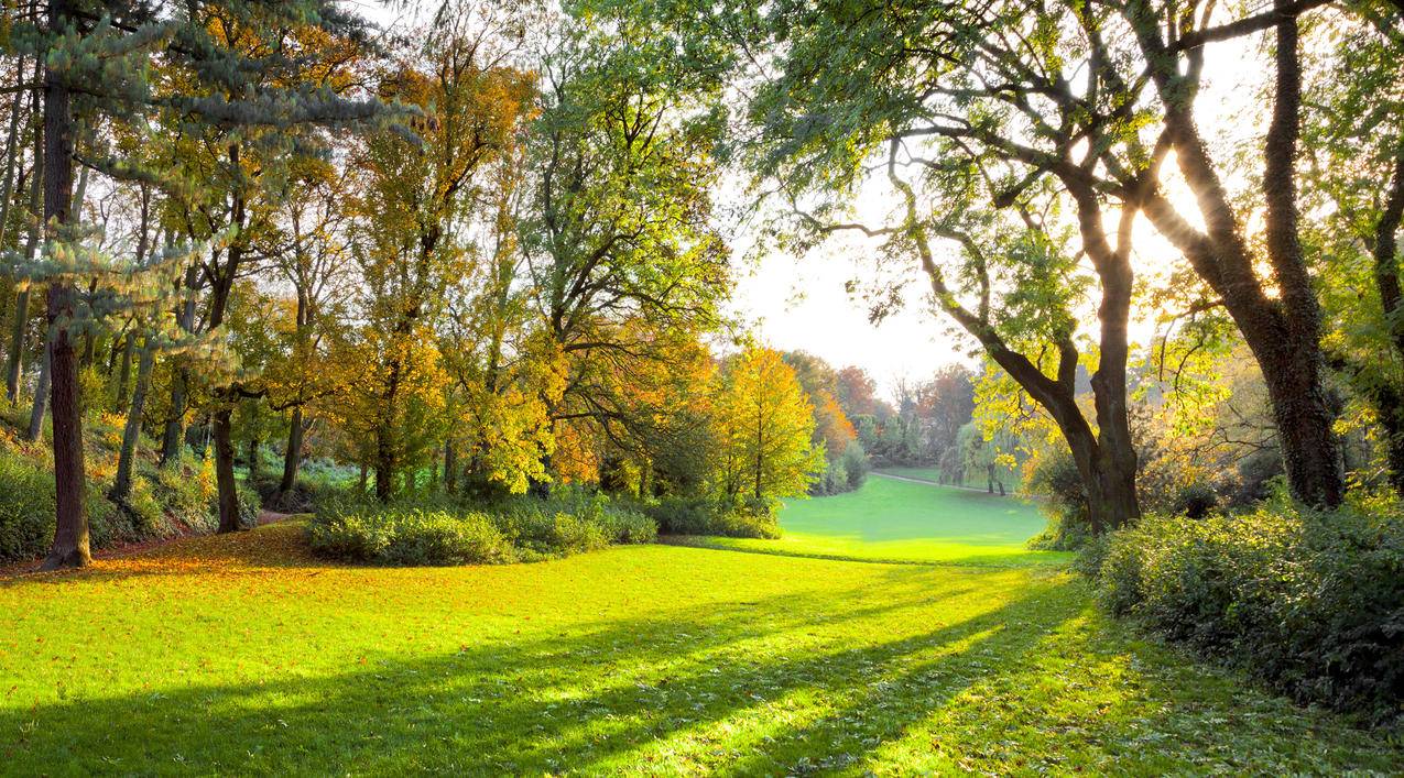 秋天的公园,太阳,树林,草地,4K风景壁纸