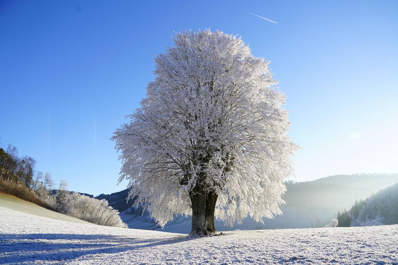 林间空地,天空,太阳,霜,冬天,雪,树,4k风景壁纸