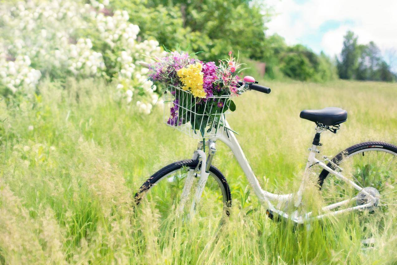 自行车,草甸,鲜花,绿色,农村,夏天,5K风景壁纸