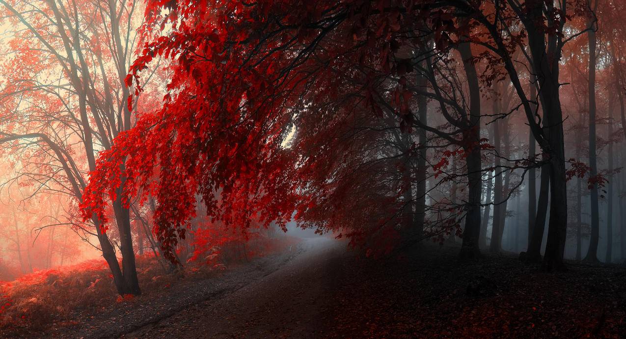 秋天森林,红色树叶,5K风景壁纸