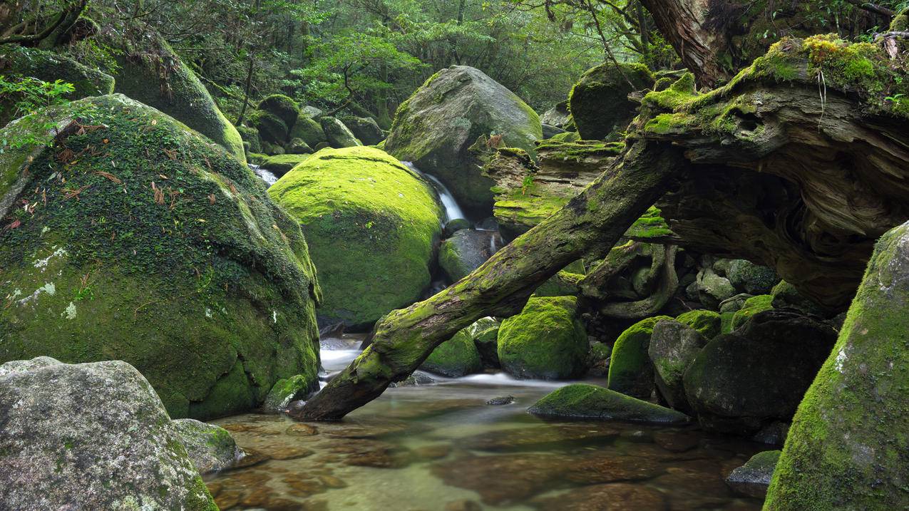 日本屋久岛,森林,风景4K壁纸