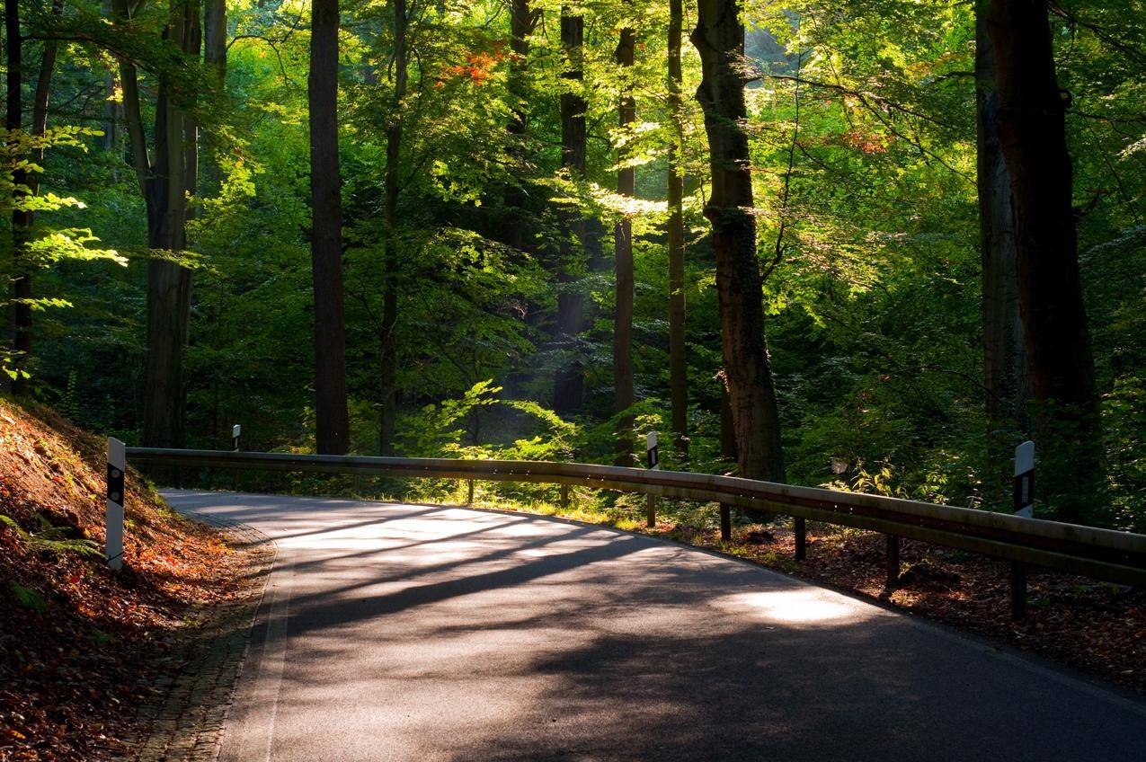 森林,道路,树,树叶,太阳,阳光,4K风景壁纸