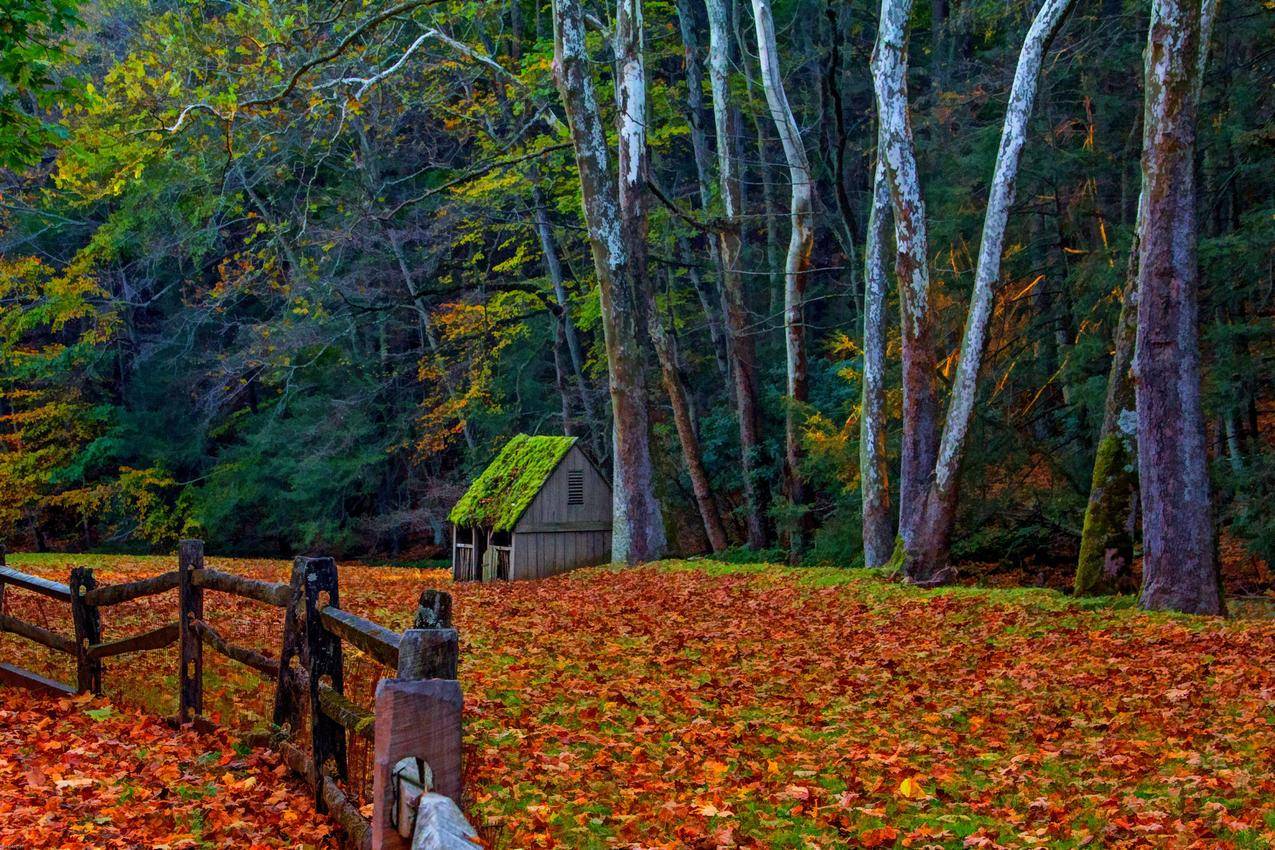 自然森林公园树,栅栏,秋天风景4K图片