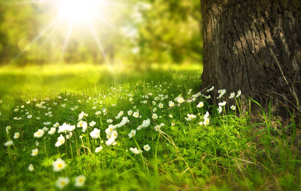 阳光明媚的草地树鲜花4K风景壁纸