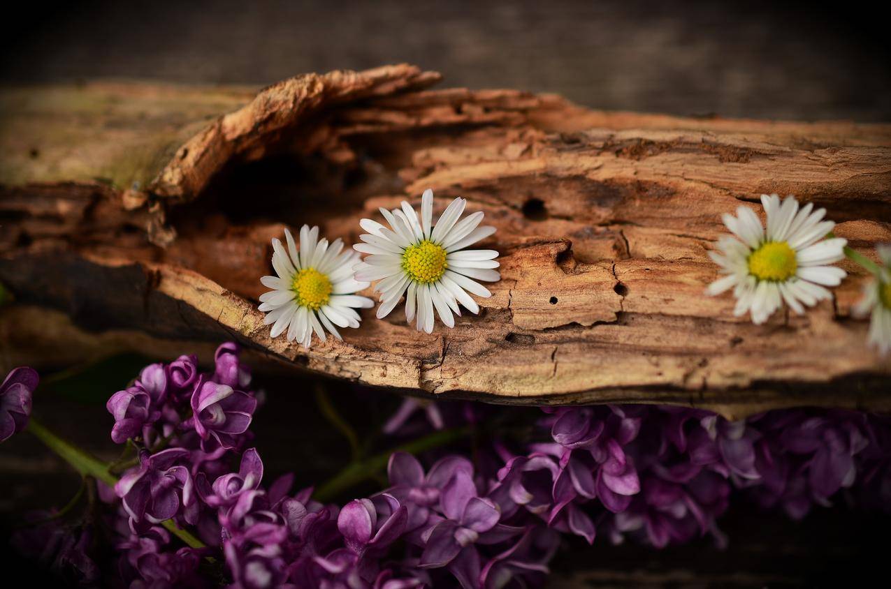 老木,鲜花,雏菊,紫丁香,4K图片