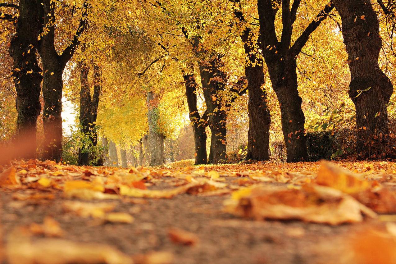 树木,大道,秋季,秋天树叶,叶子,4K风景壁纸