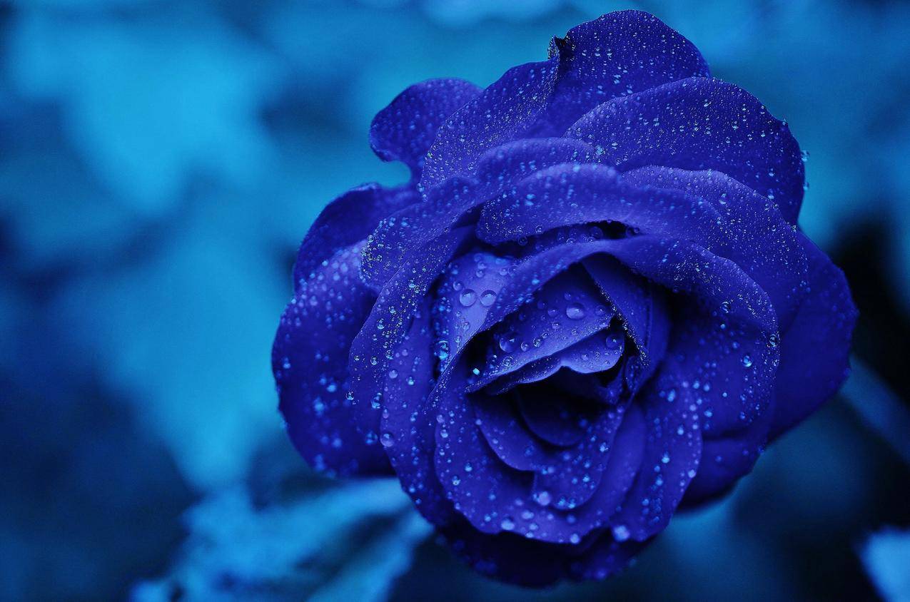 美丽的蓝色玫瑰4k高清壁纸