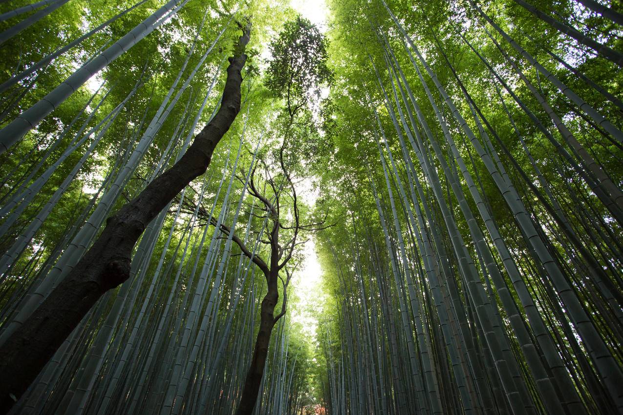 绿色竹子竹林树木树干竹海风景图片