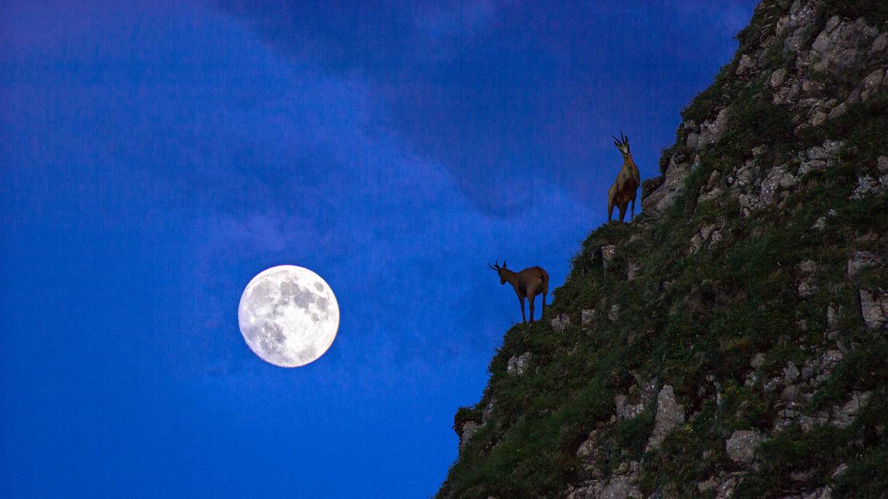 完美的时刻,德国,月亮,山羊,4K风景壁纸,3840x2160