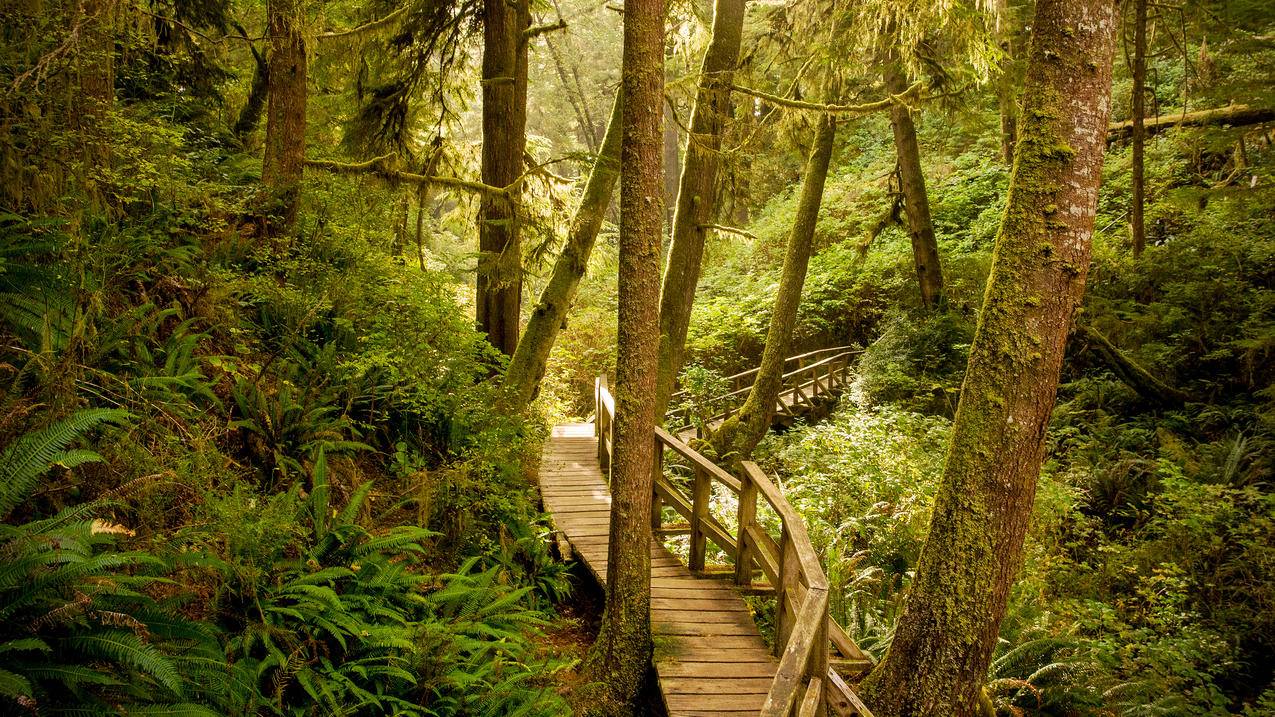 温哥华岛,太平洋沿岸国家公园保护区,美丽的森林风景4K壁纸