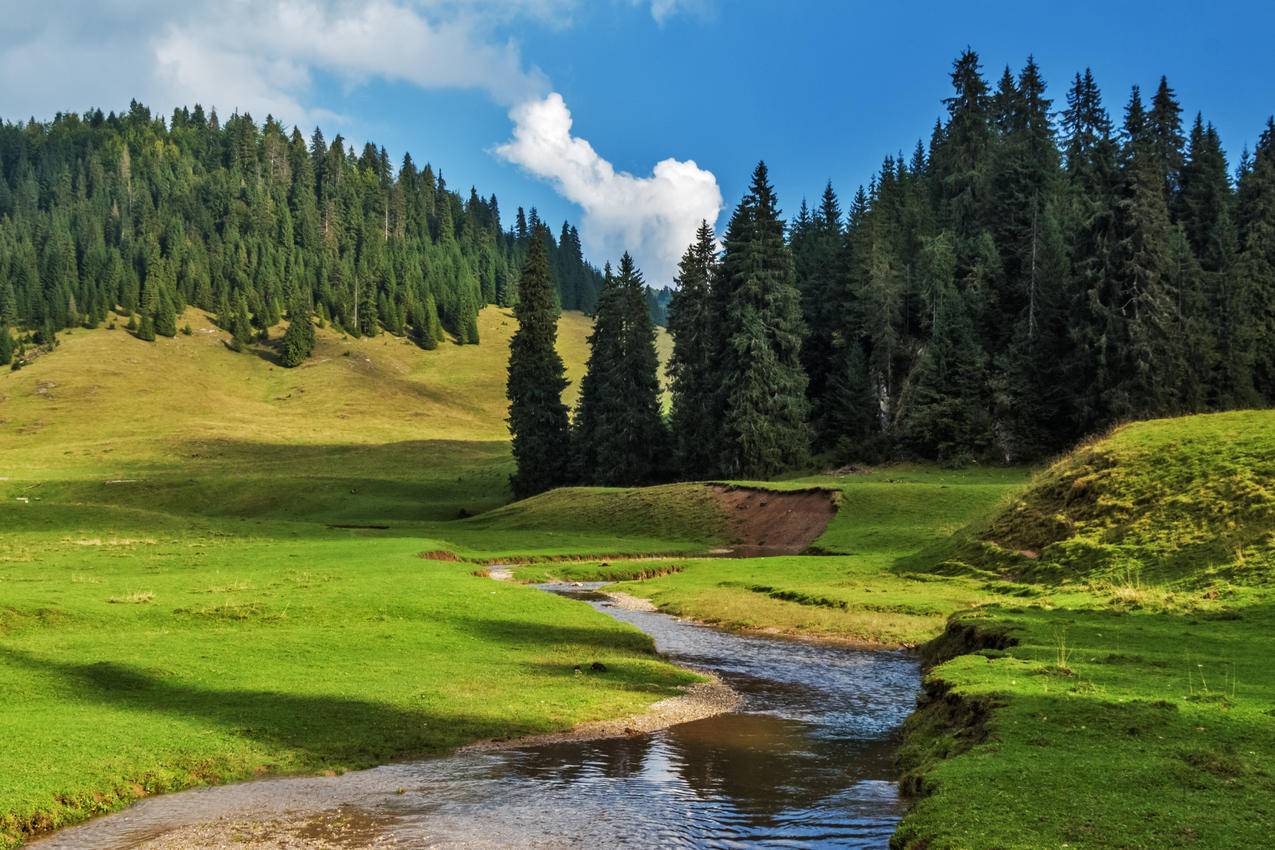 森林,阳光,河流,乡村景观,罗马尼亚,4K风景壁纸