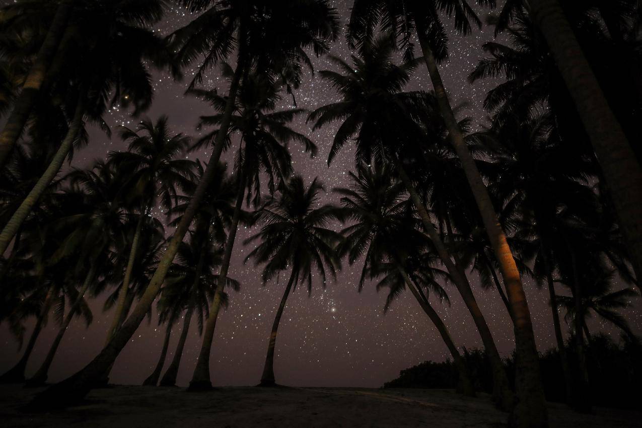 马尔代夫,椰树,夜晚,星空风景5K图片