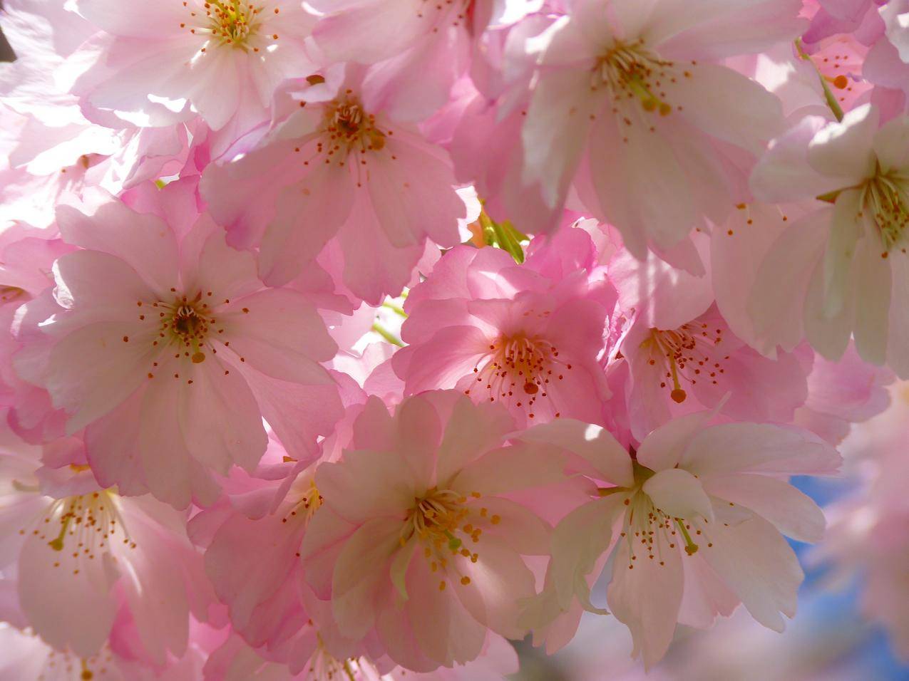 樱花树,开花,樱花4k图片