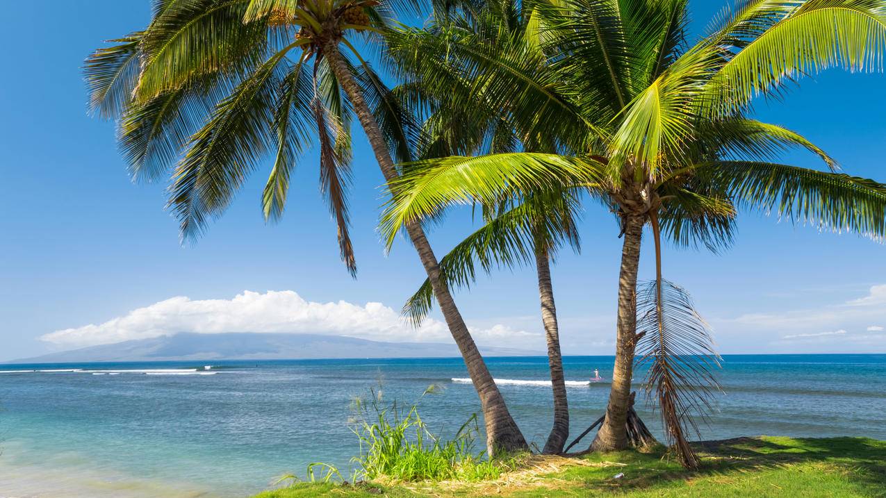 海,棕榈树,热带,阳光,海岸,美国夏威夷风景4K壁纸