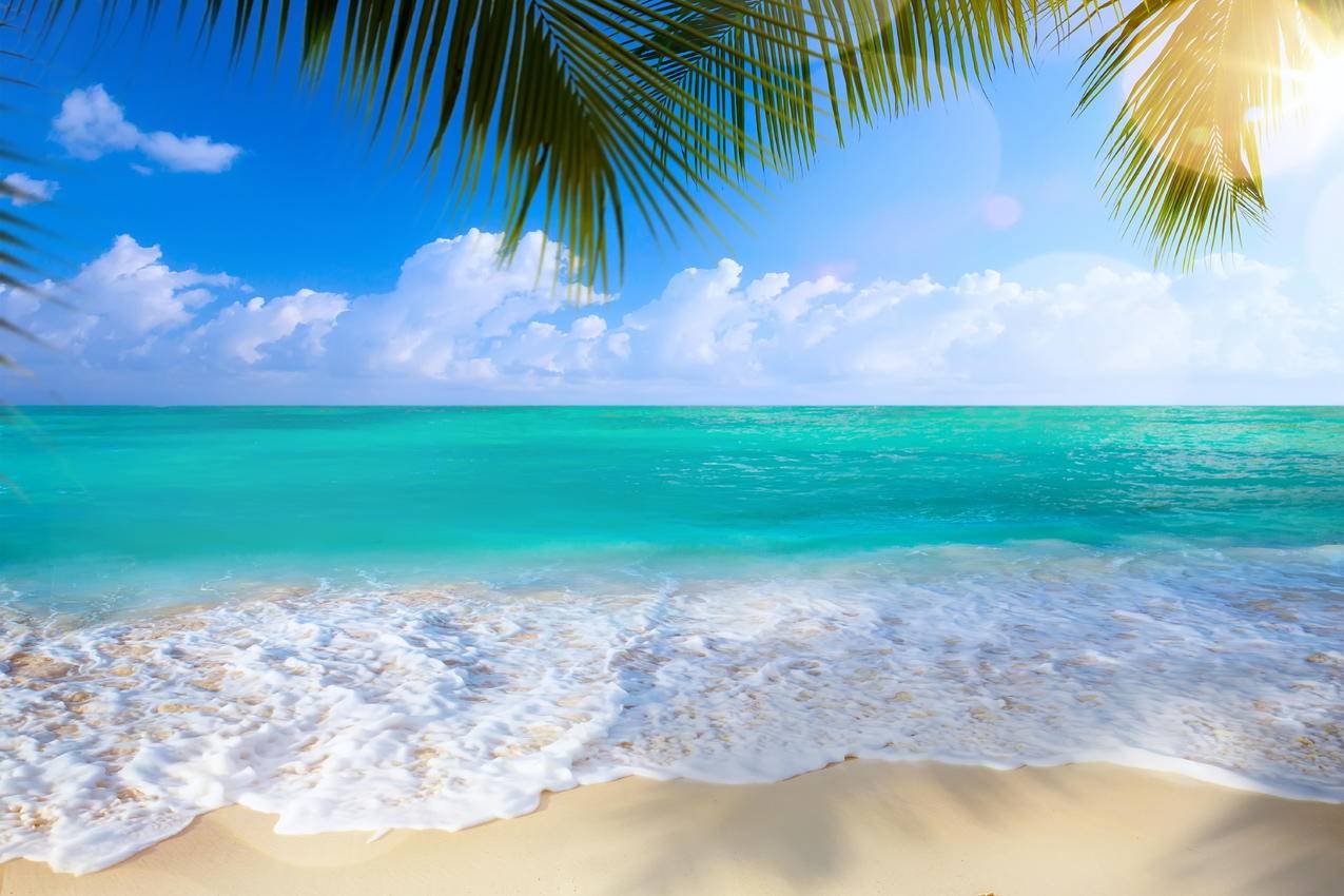 夏季,海滩,棕榈树,大海,海岸,4K风景壁纸