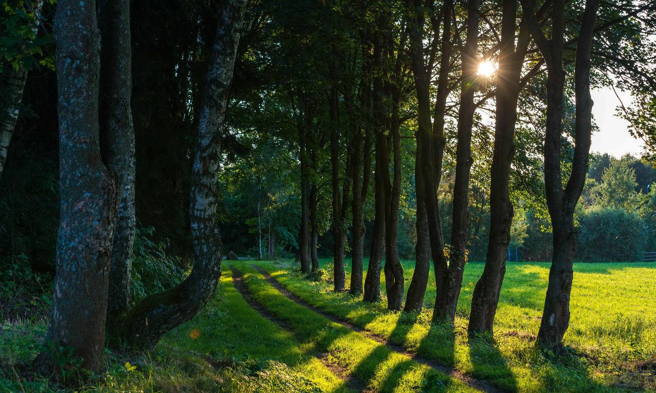 树木,田野,绿色森林,夏天,太阳,4K风景壁纸