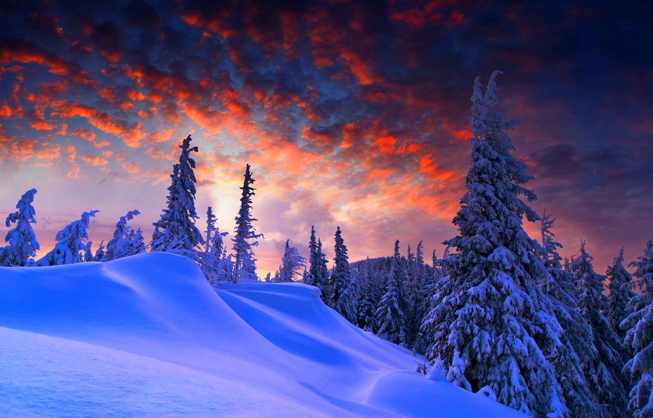 自然,冬天,树林,天空,4K壁纸