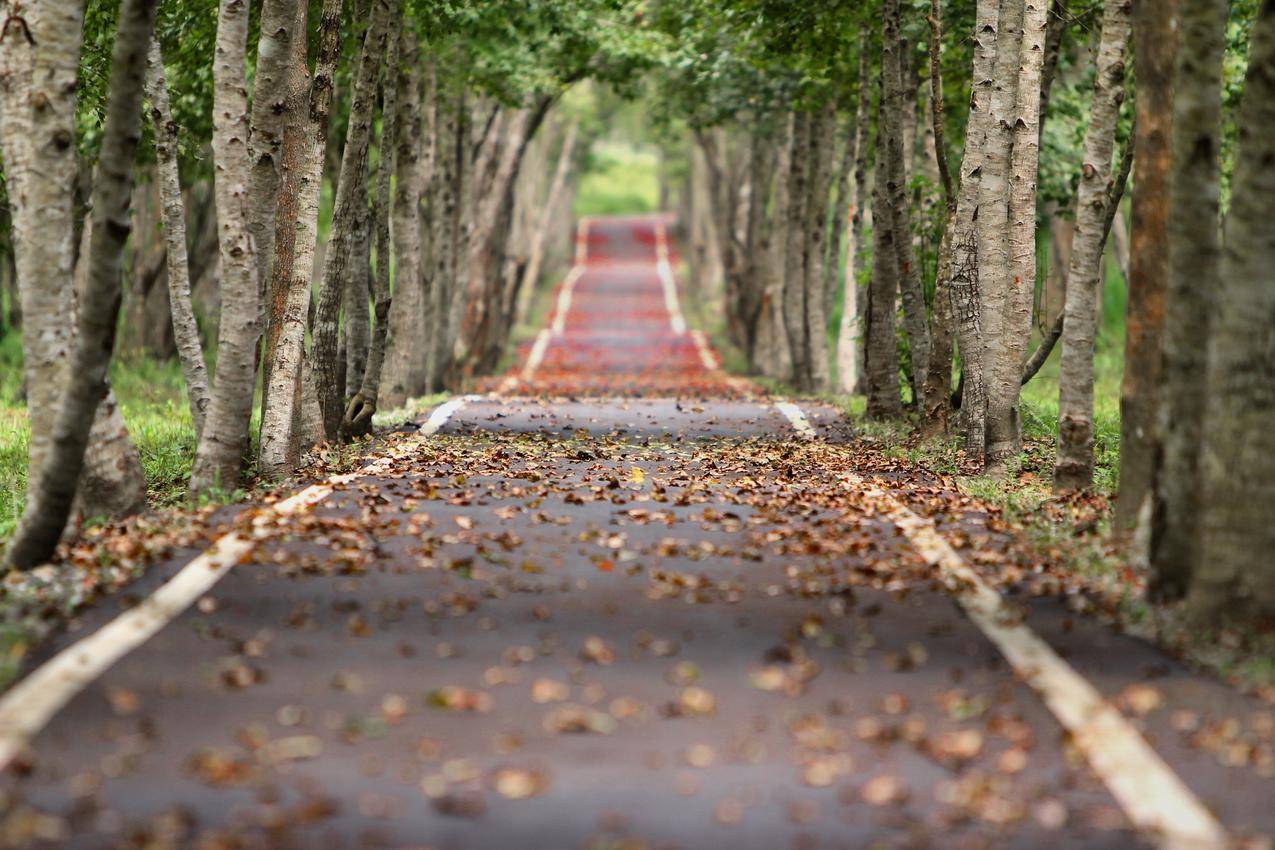 树林,道路,落叶,自然,树木,5K风景壁纸