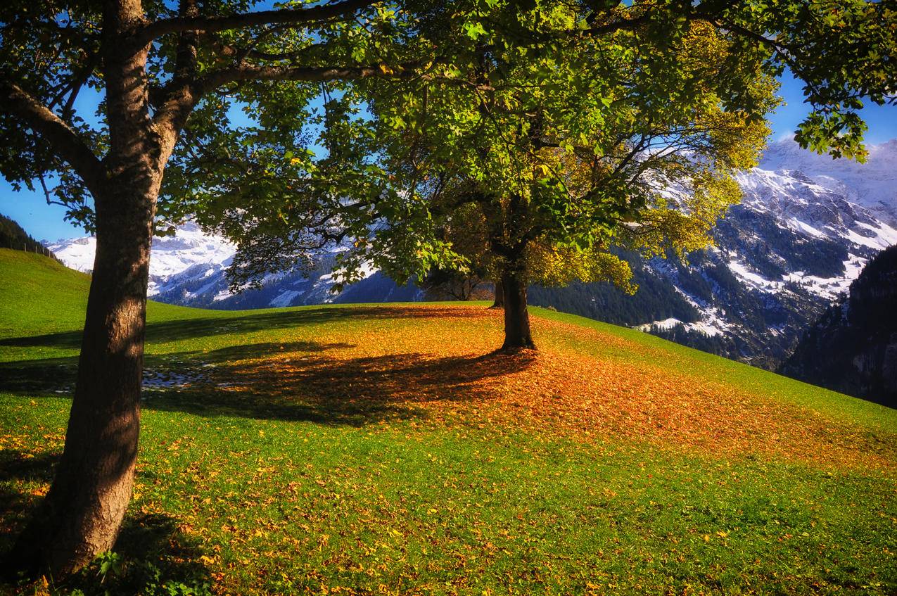 秋天,树,叶子,4K风景壁纸