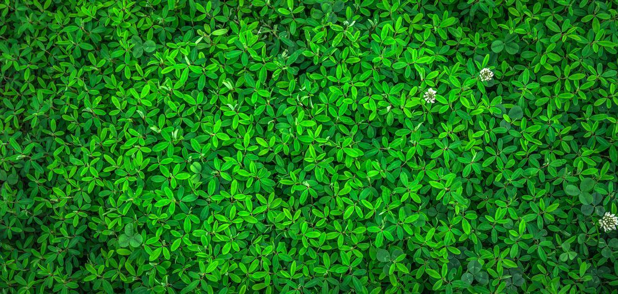 大自然,绿色,春天,草本植物,护眼4K壁纸图片