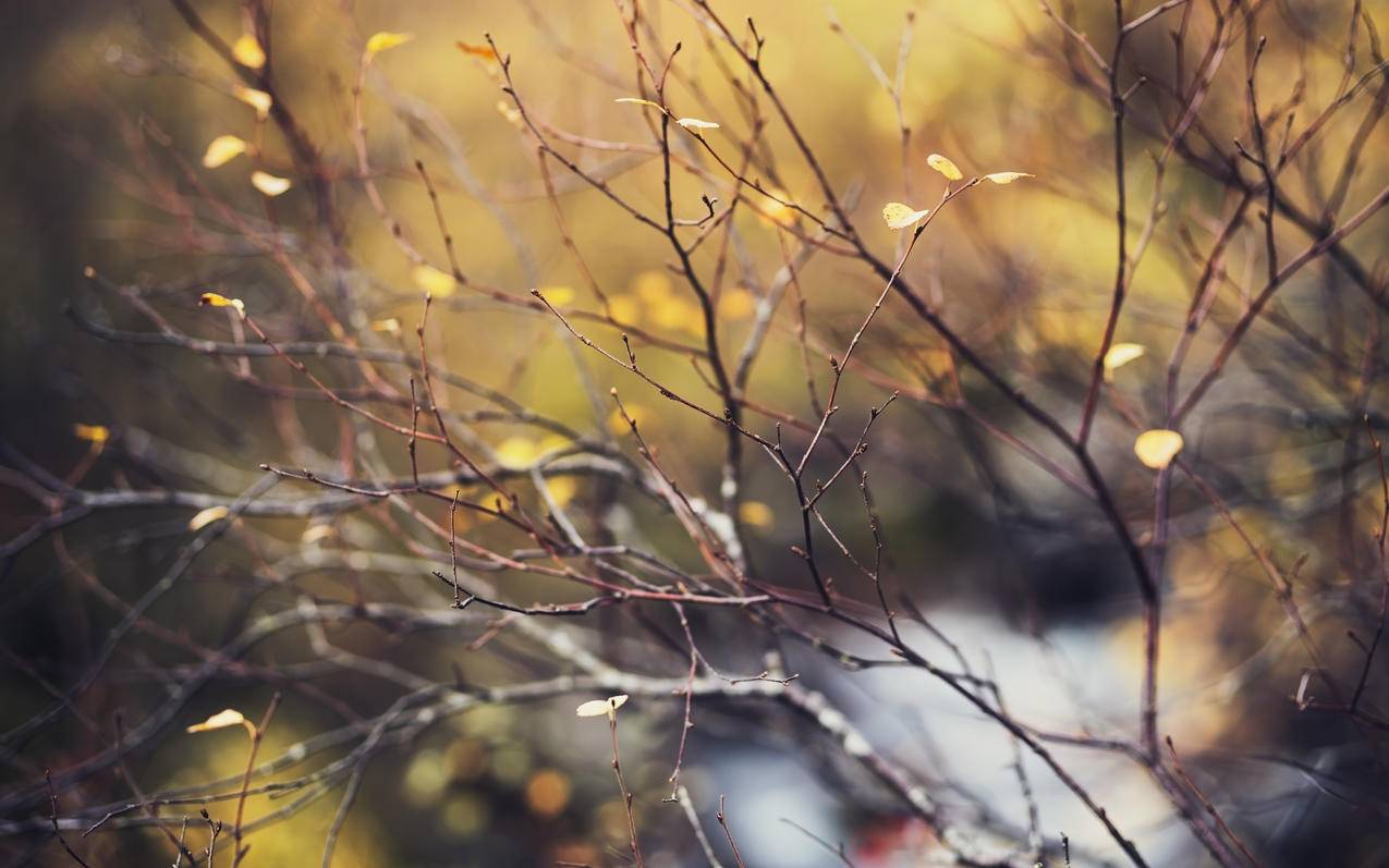 秋天的颜色树枝树叶4k风景壁纸