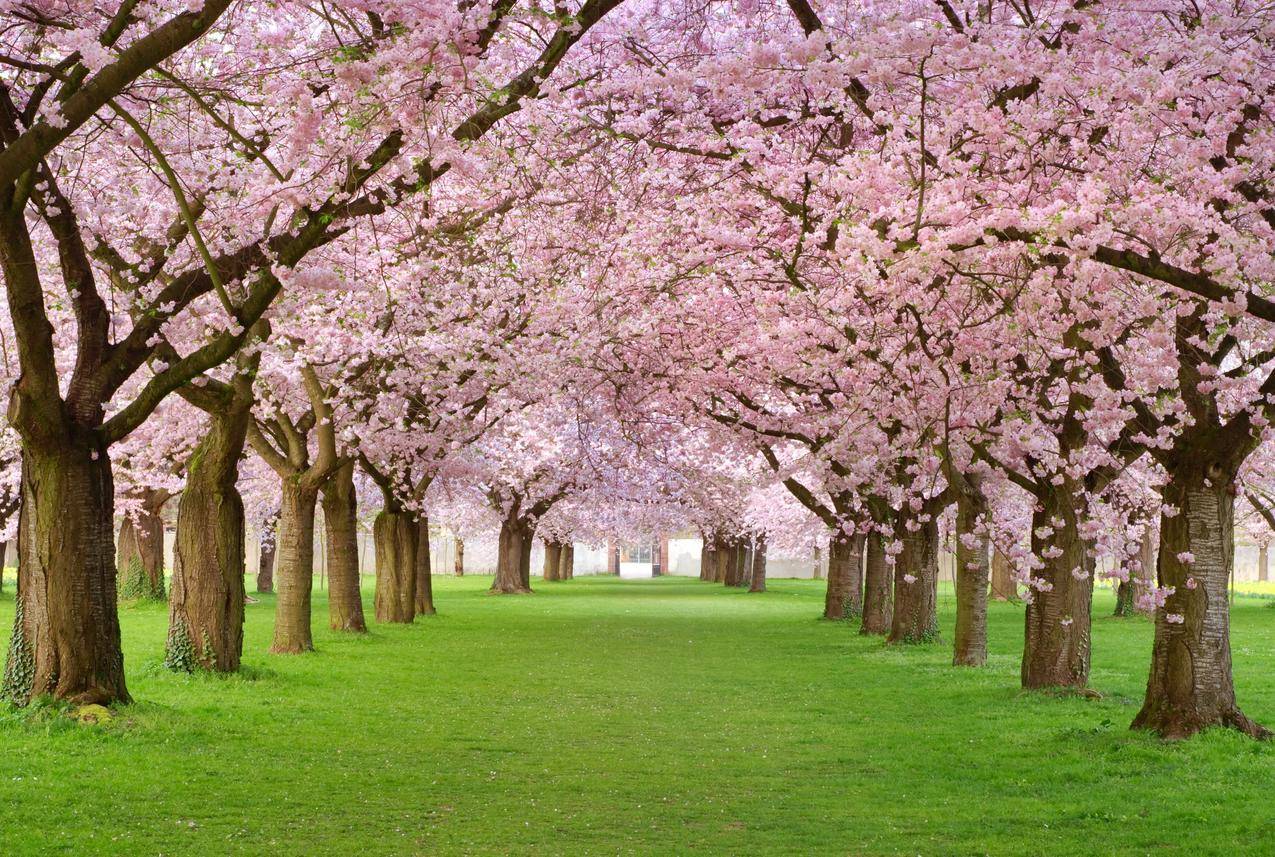 春天开花,树,粉红色花瓣,胡同,4K风景壁纸