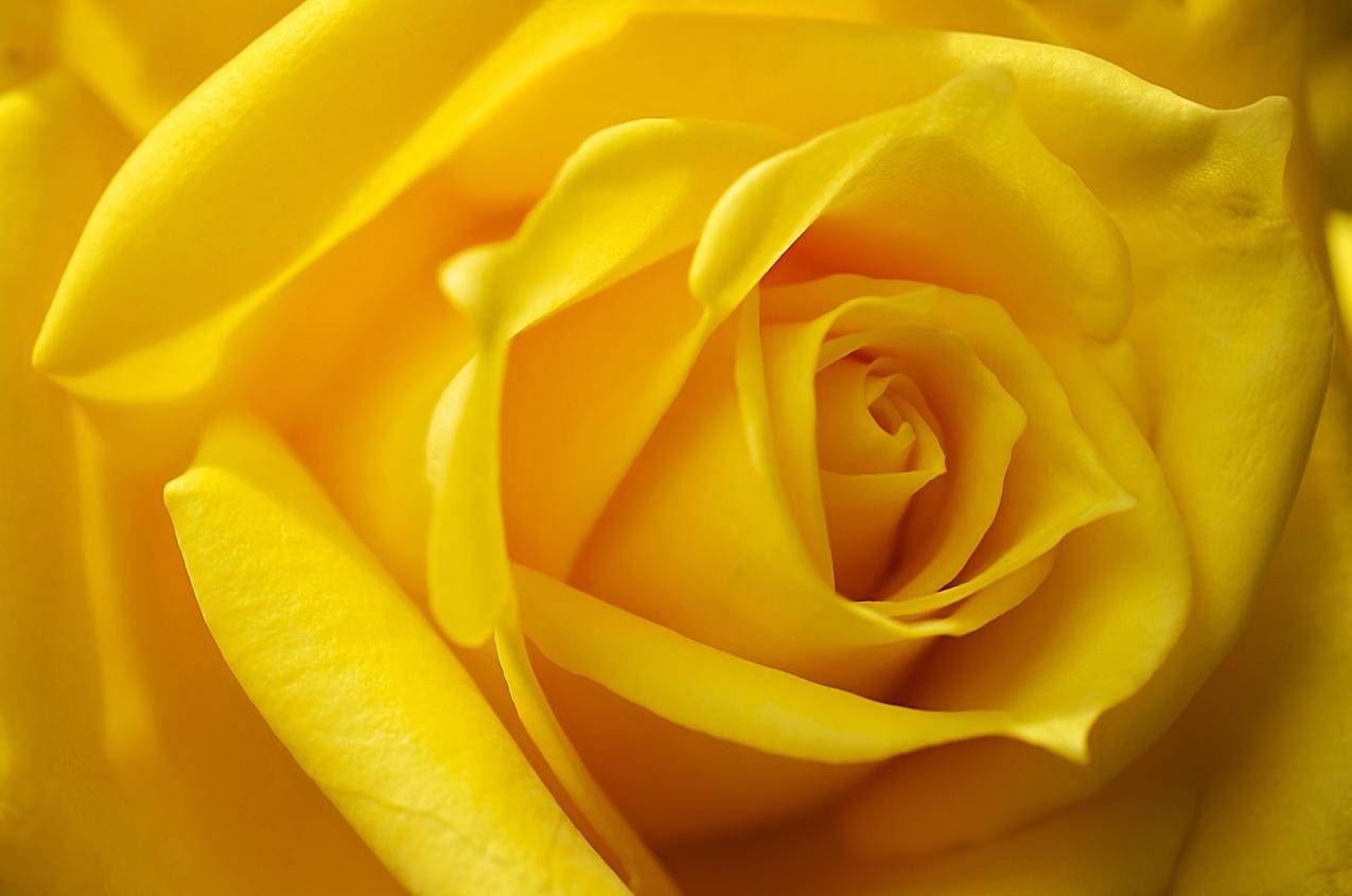 玫瑰 花 黄玫瑰 - Pixabay上的免费照片 - Pixabay