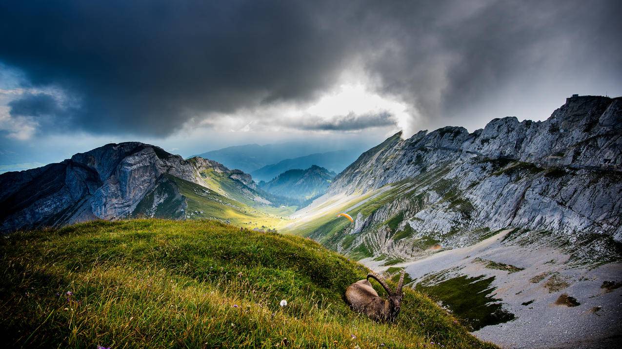瑞士皮拉图斯山 山羊 4k风景壁纸 3840x2160 千叶网